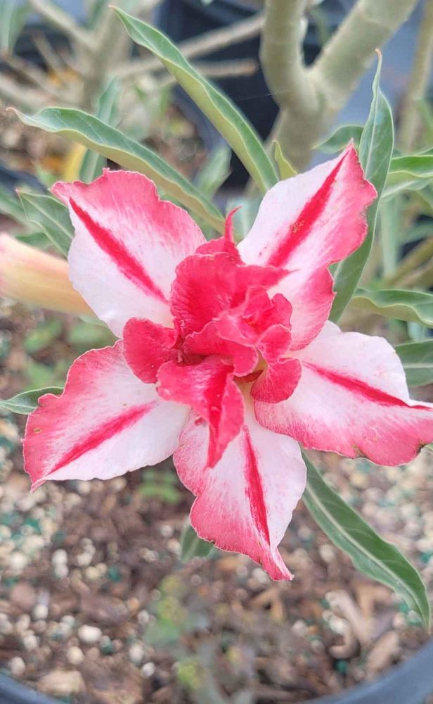 adenium-obesum-desert-rose