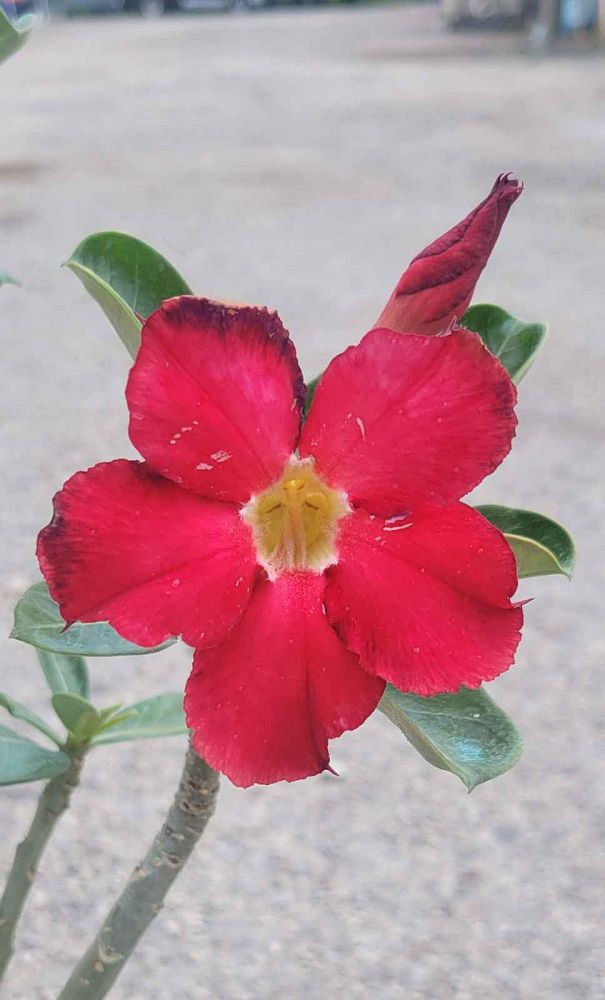 adenium-obesum-desert-rose