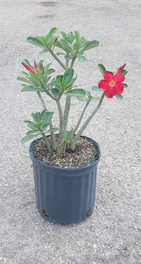 adenium-obesum-desert-rose