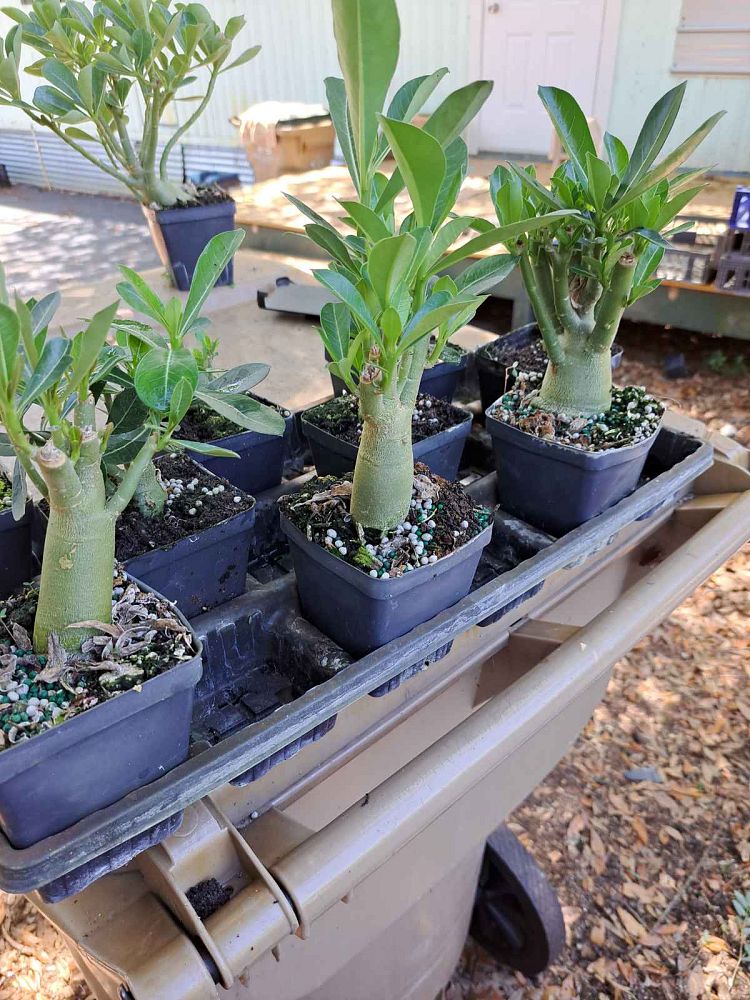 adenium-obesum-desert-rose