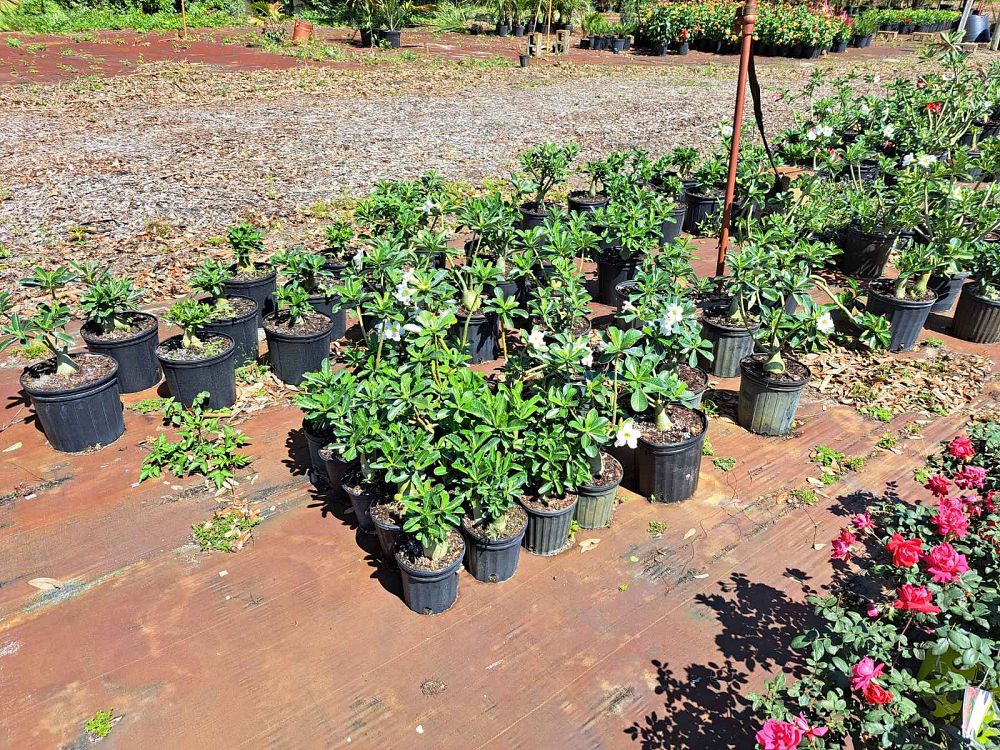 adenium-obesum-desert-rose