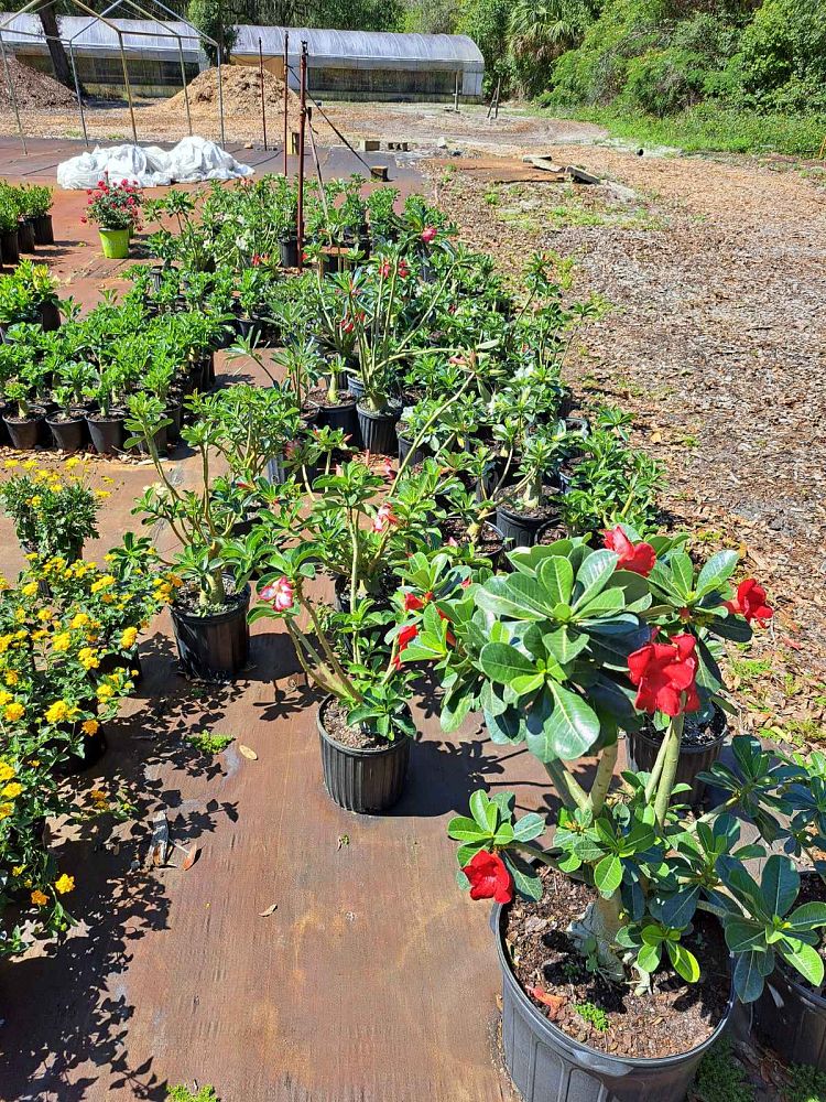 adenium-obesum-desert-rose