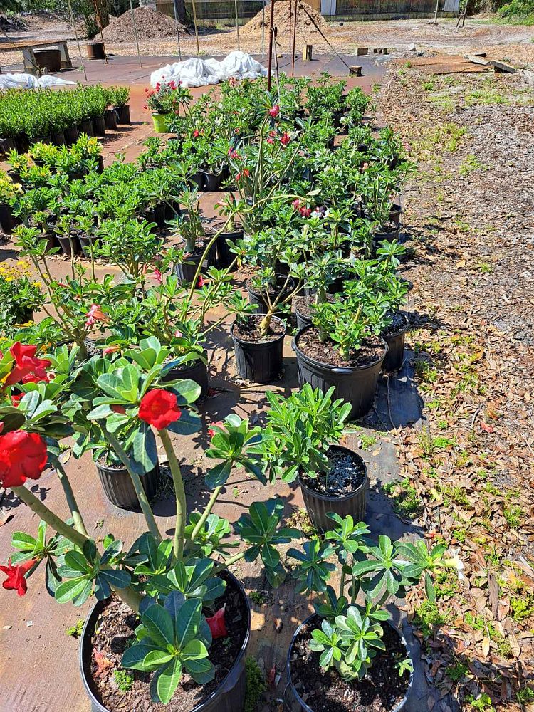 adenium-obesum-desert-rose