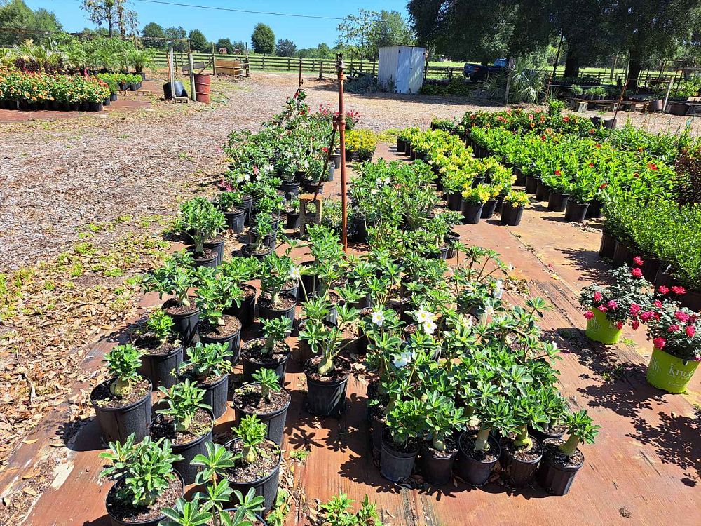 adenium-obesum-desert-rose