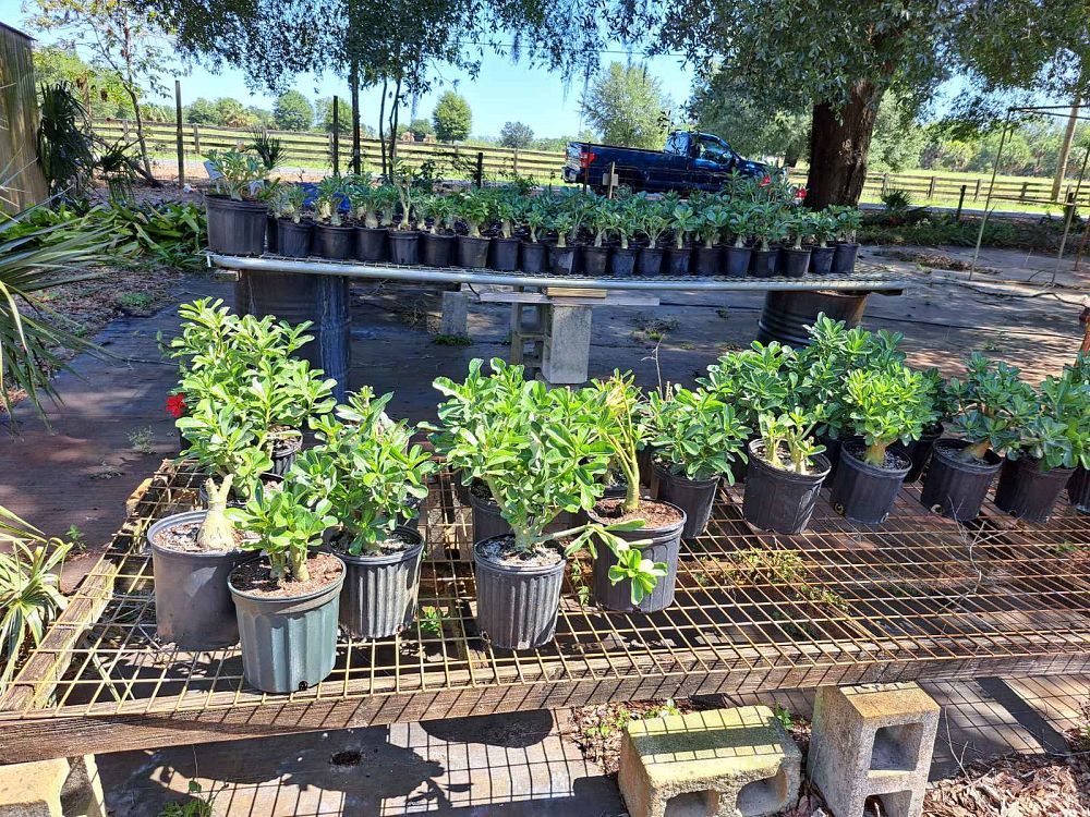 adenium-obesum-desert-rose