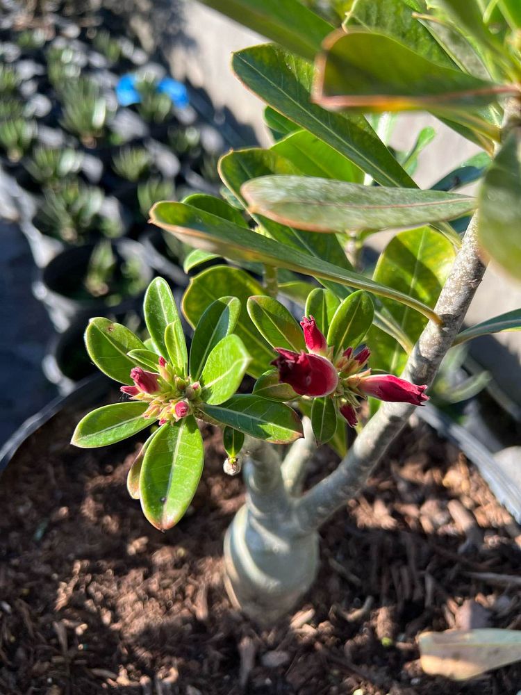 adenium-obesum-desert-rose