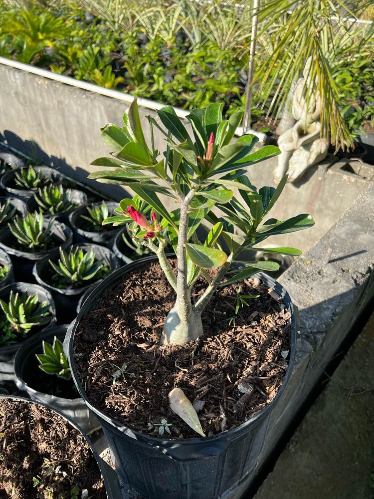 adenium-obesum-desert-rose