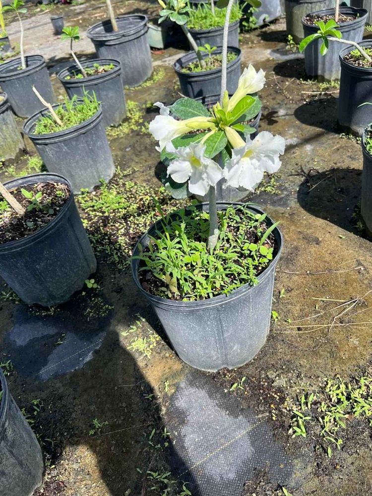adenium-obesum-desert-rose
