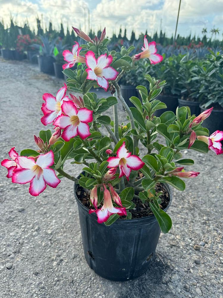 adenium-obesum-desert-rose