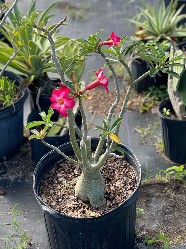 adenium-obesum-desert-rose