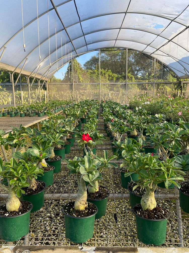 adenium-obesum-desert-rose