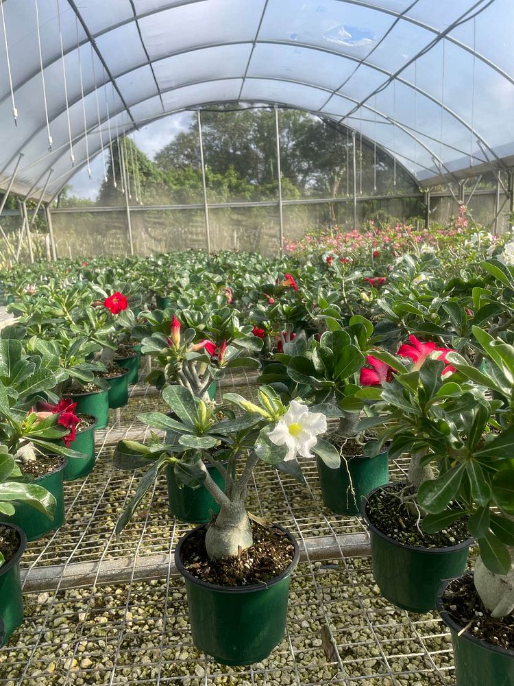 adenium-obesum-desert-rose