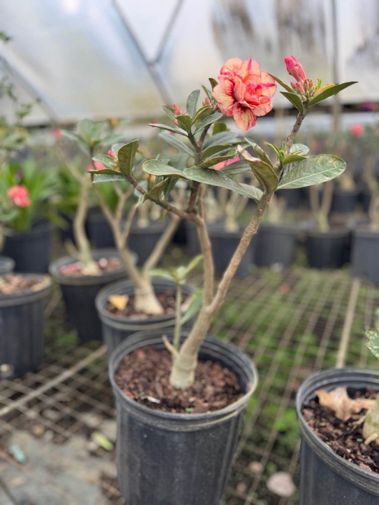 adenium-obesum-desert-rose