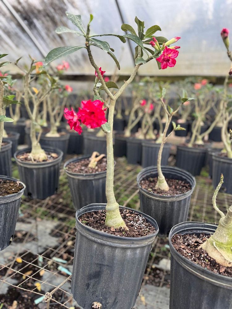 adenium-obesum-desert-rose