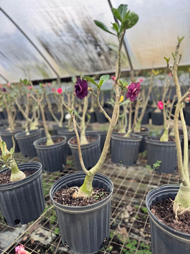 adenium-obesum-desert-rose