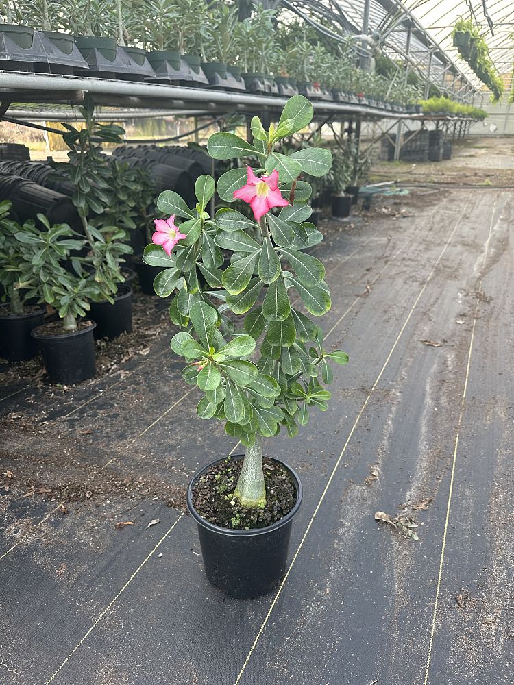 adenium-obesum-desert-rose