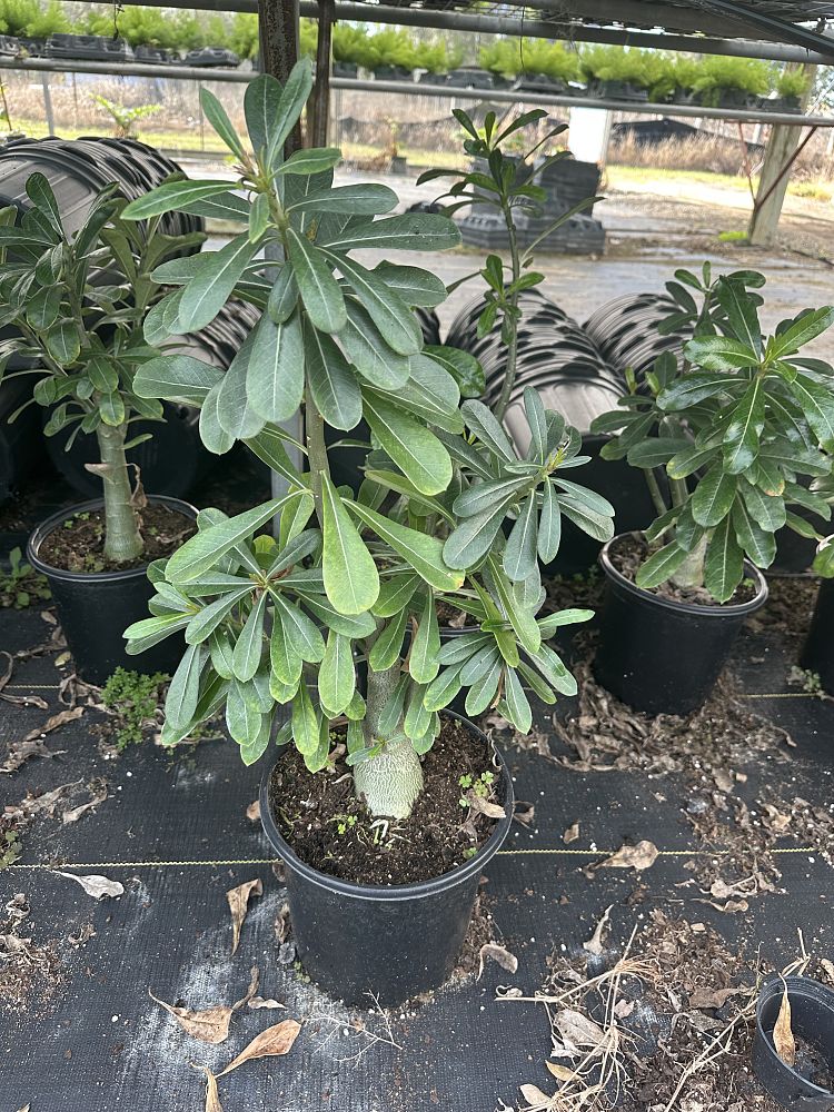 adenium-obesum-desert-rose