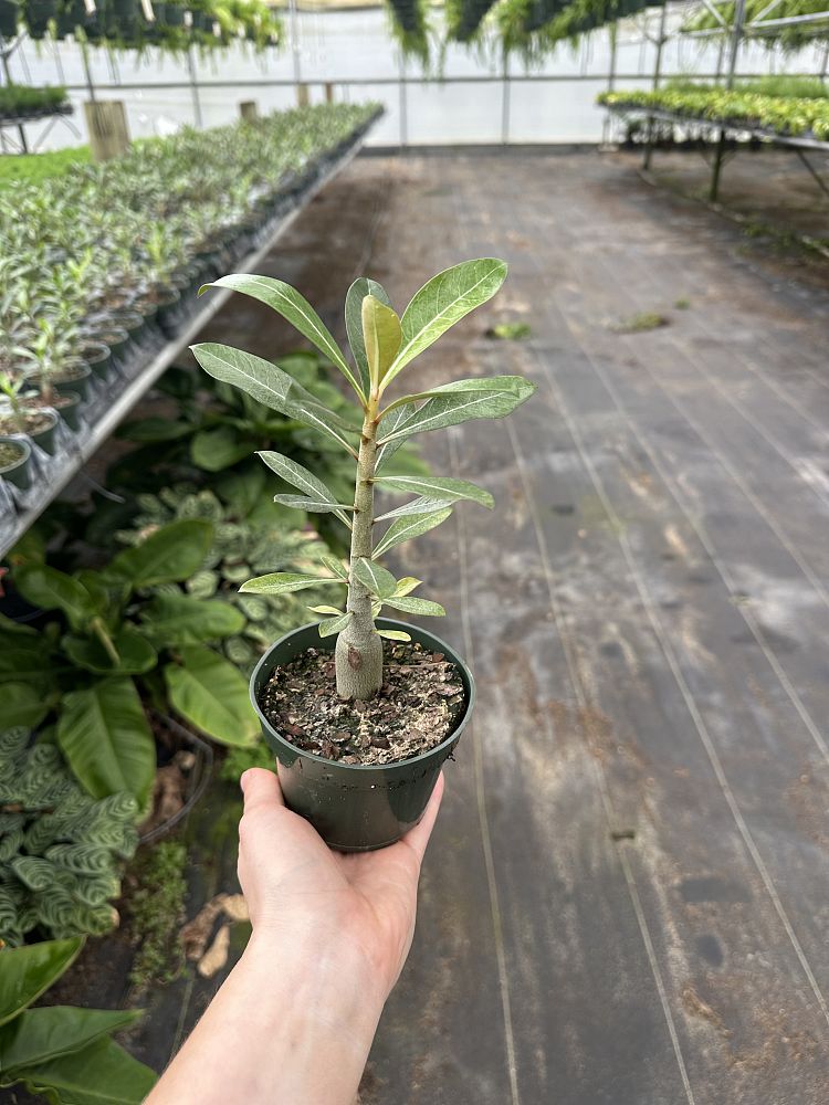 adenium-obesum-desert-rose