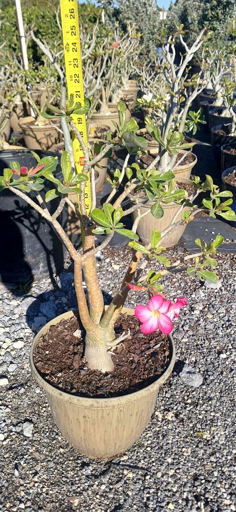 adenium-obesum-desert-rose