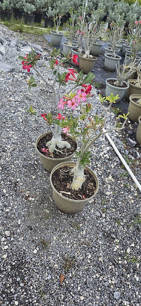 adenium-obesum-desert-rose