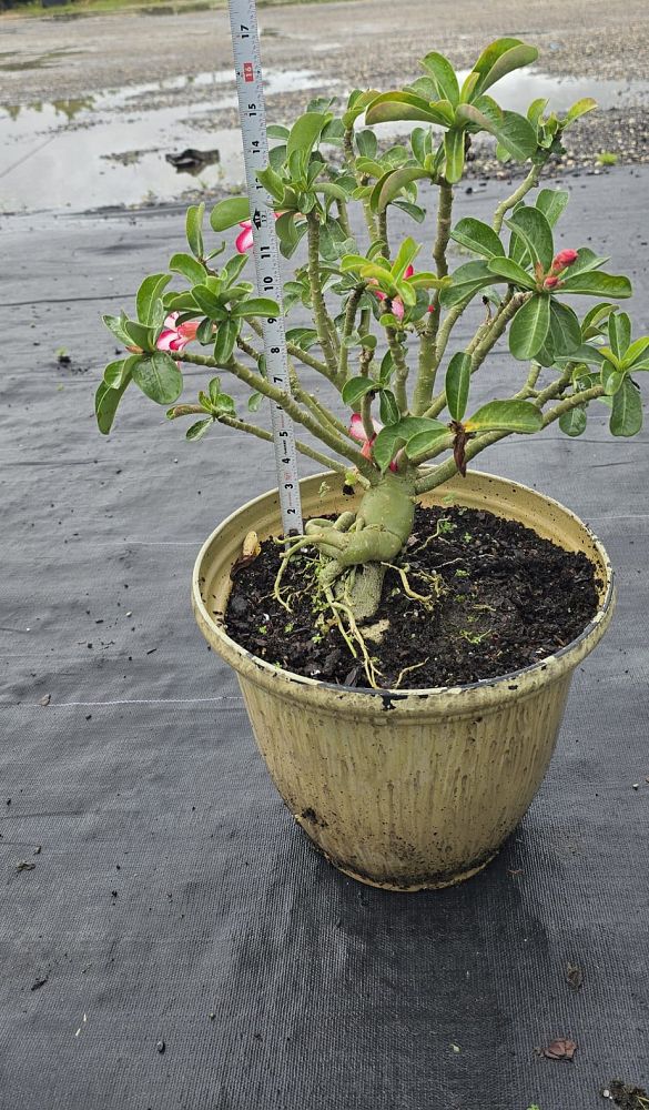 adenium-obesum-desert-rose