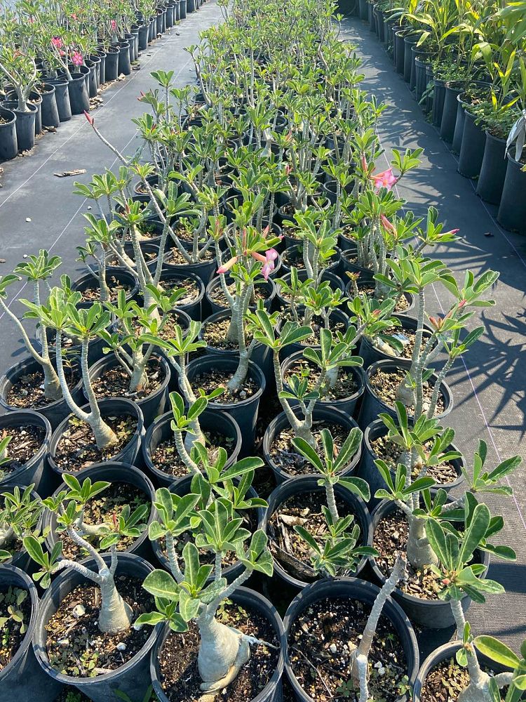 adenium-obesum-desert-rose