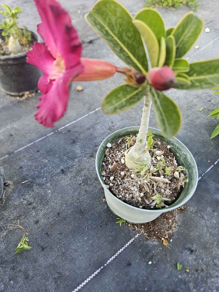 adenium-obesum-desert-rose