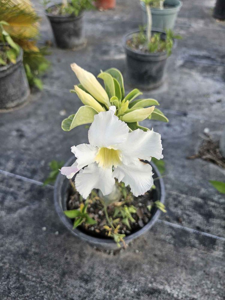 adenium-obesum-desert-rose