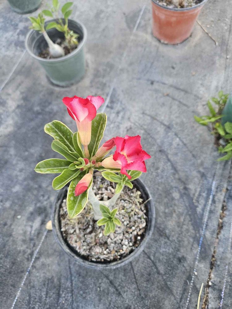 adenium-obesum-desert-rose
