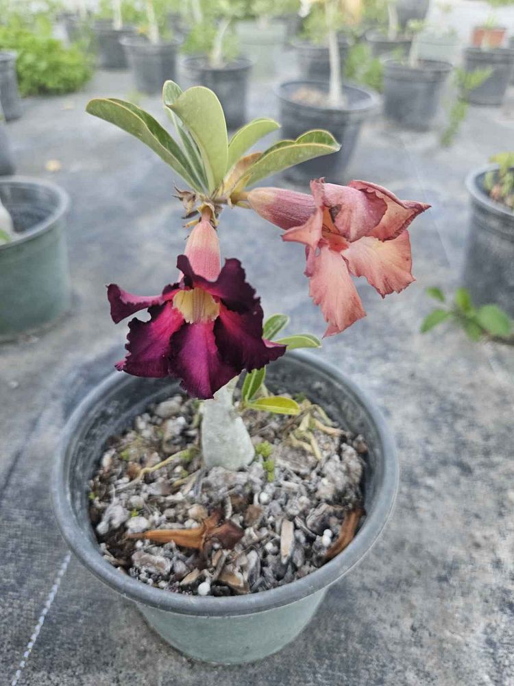 adenium-obesum-desert-rose