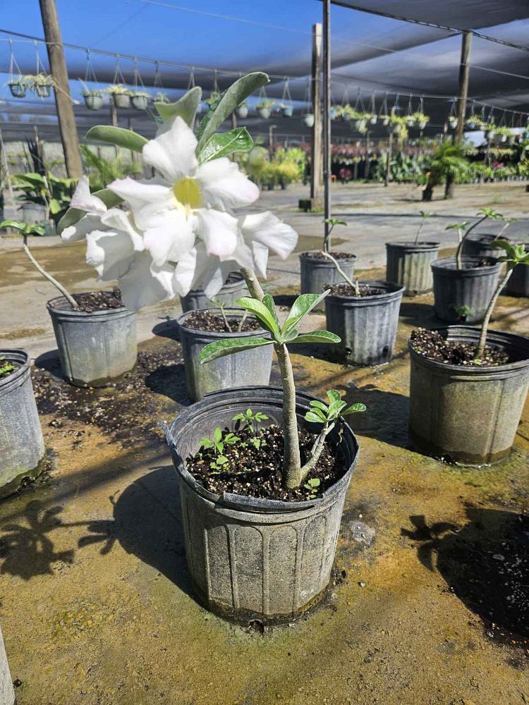 adenium-obesum-desert-rose