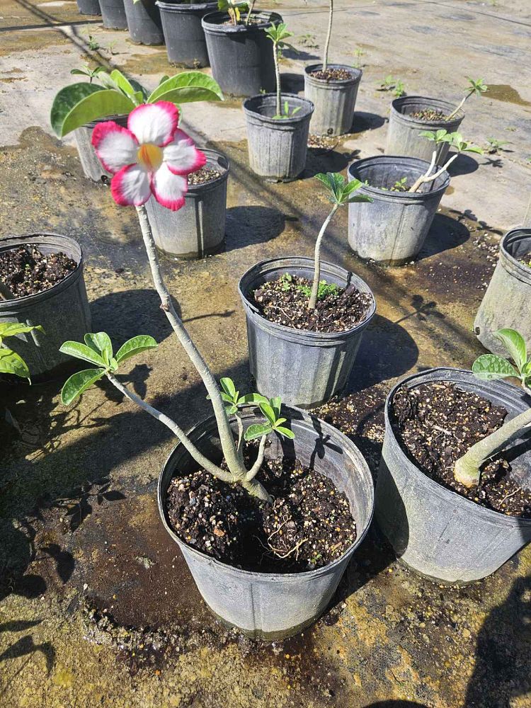 adenium-obesum-desert-rose