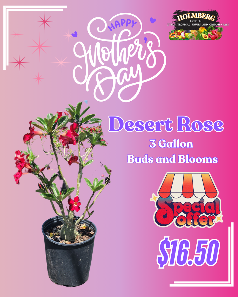 adenium-obesum-desert-rose