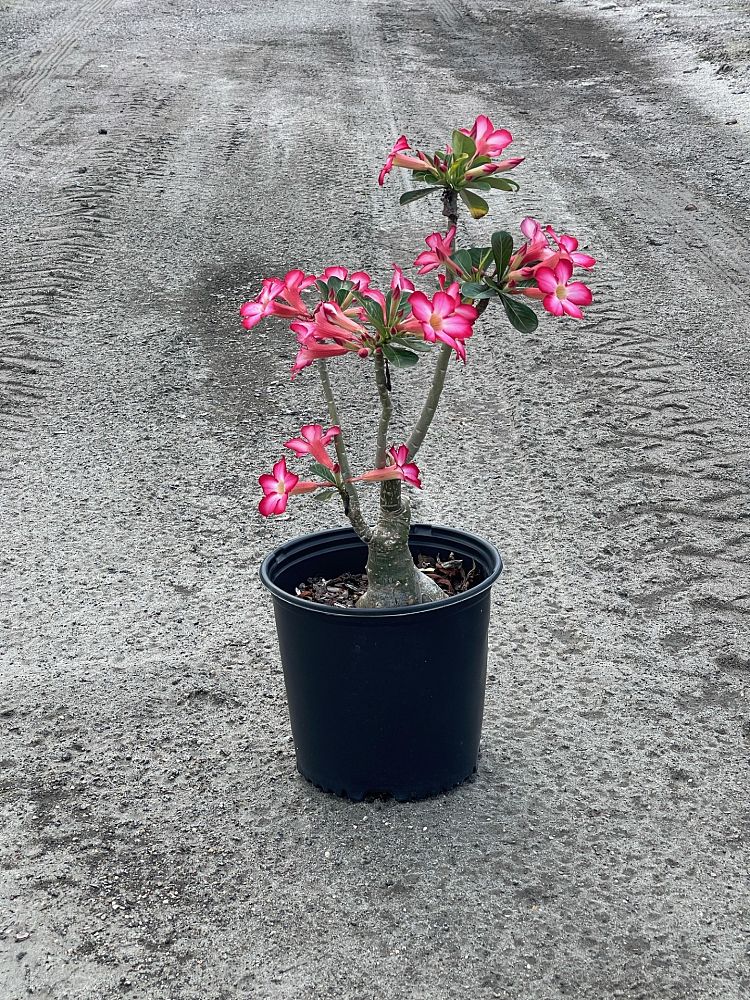adenium-obesum-desert-rose