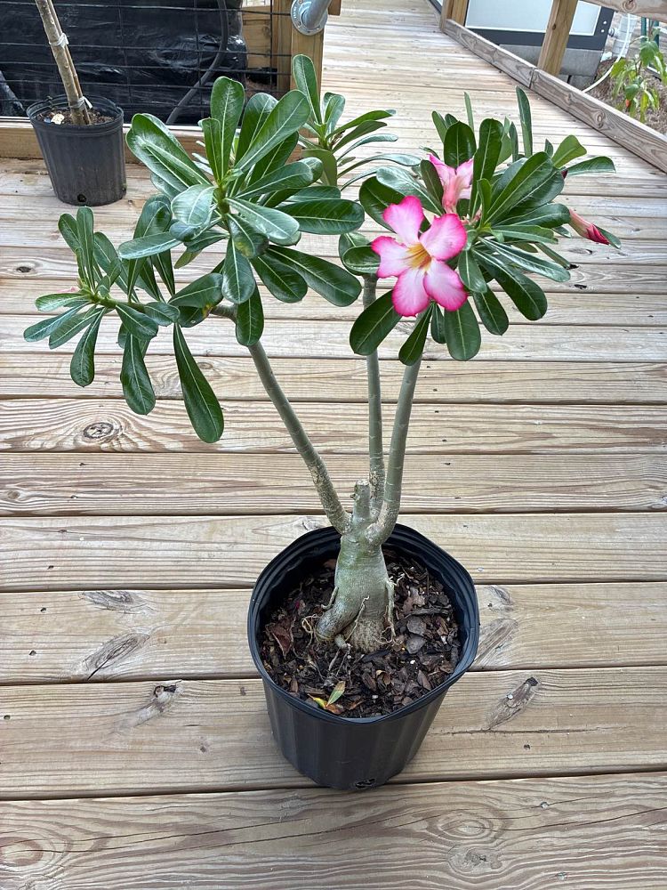 adenium-obesum-desert-rose