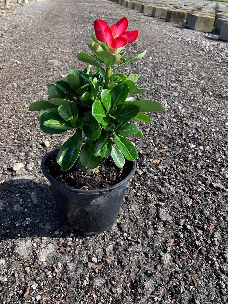 adenium-obesum-desert-rose