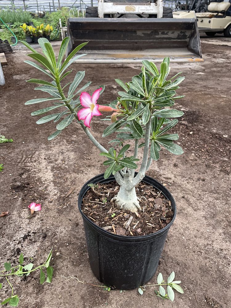 adenium-obesum-desert-rose