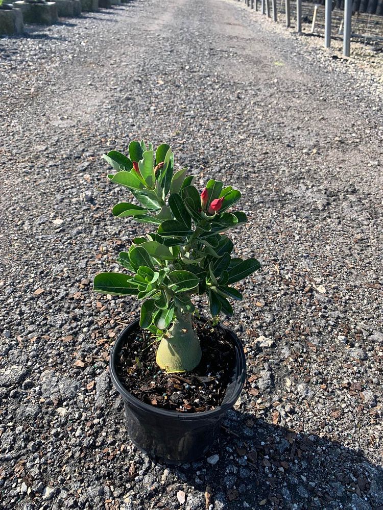 adenium-obesum-desert-rose