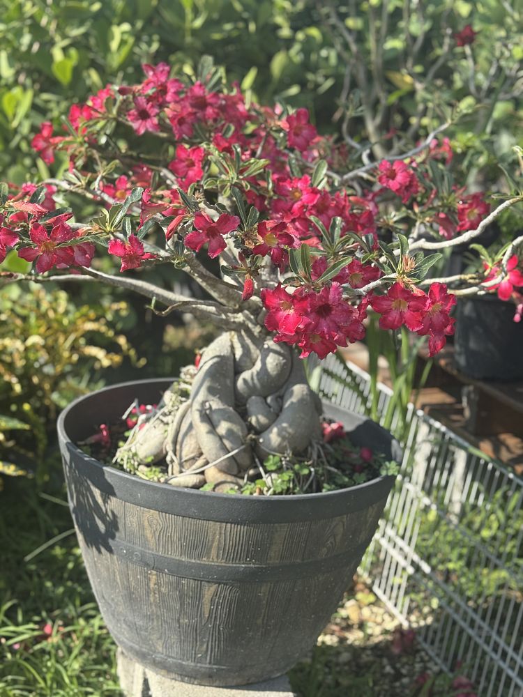 adenium-obesum-desert-rose