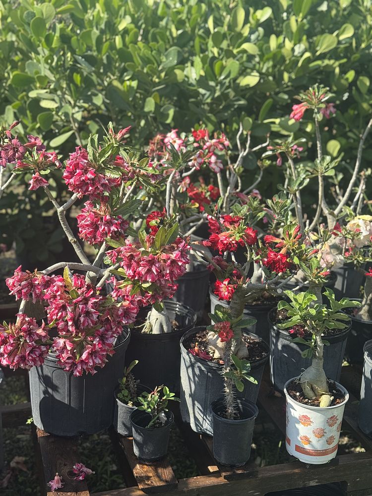 adenium-obesum-desert-rose