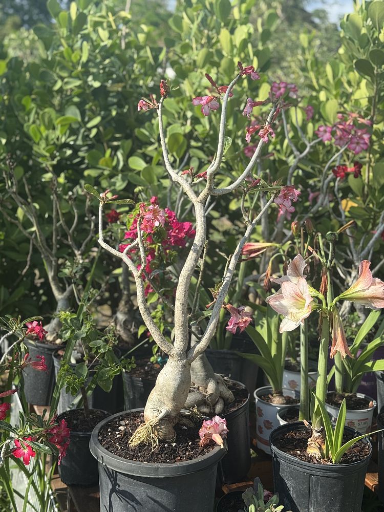 adenium-obesum-desert-rose