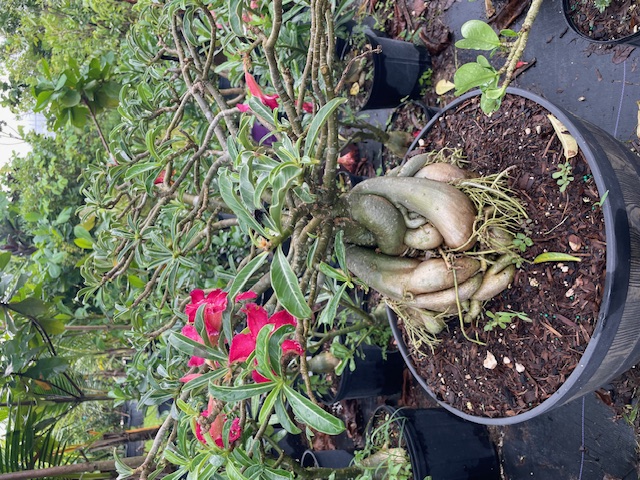 adenium-obesum-desert-rose