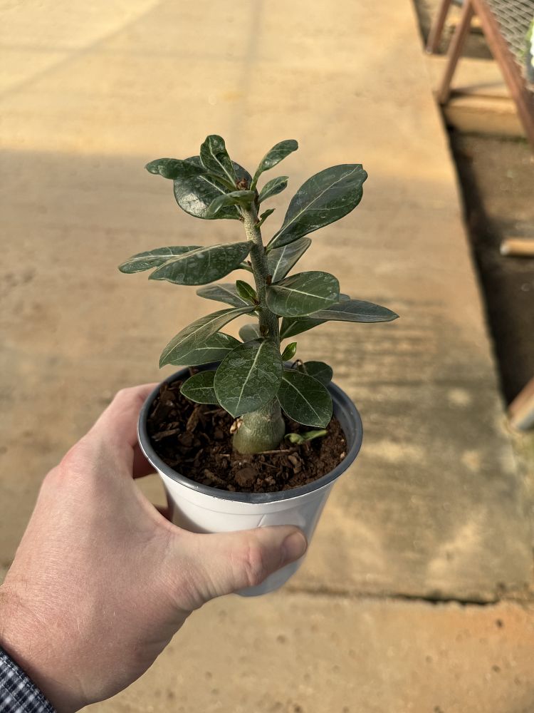 adenium-obesum-desert-rose
