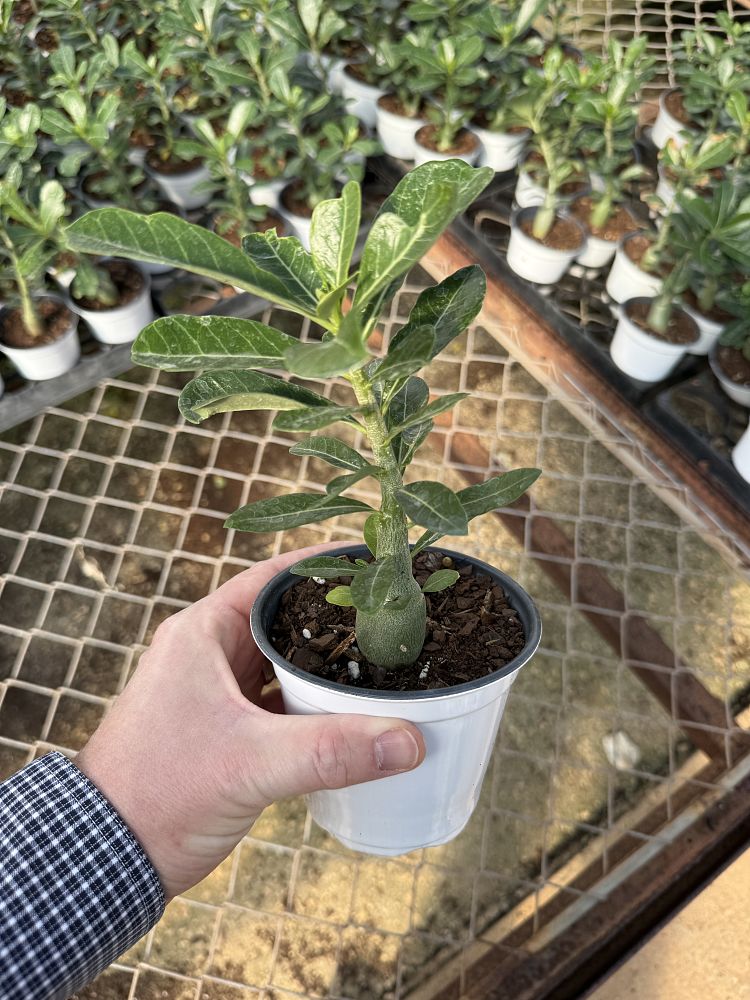 adenium-obesum-desert-rose