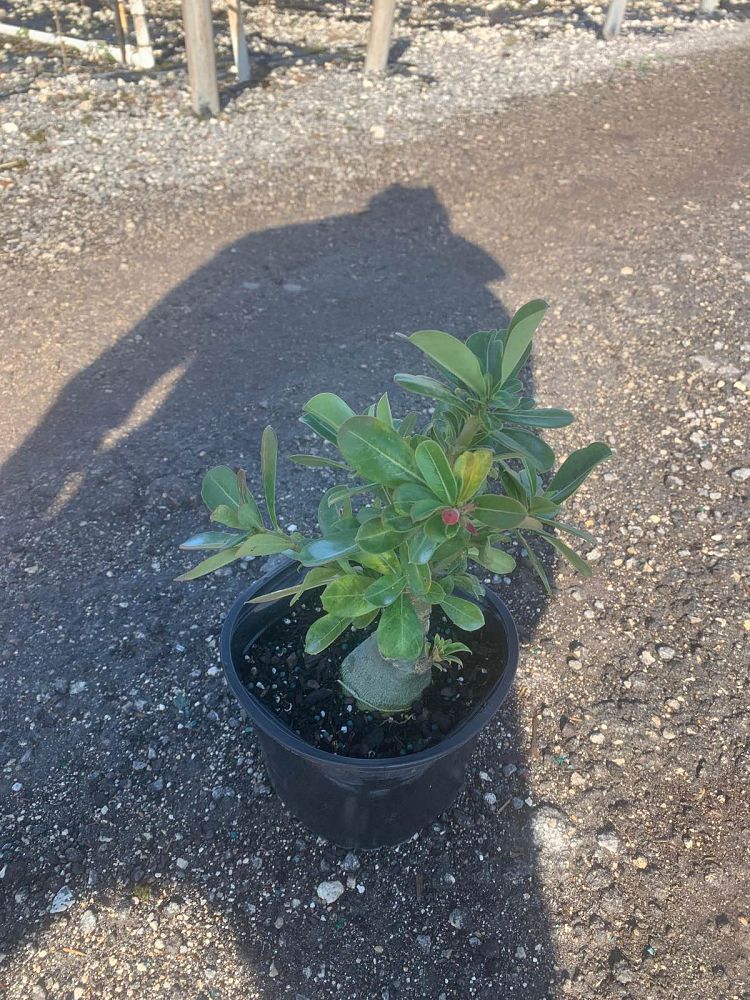 adenium-obesum-desert-rose