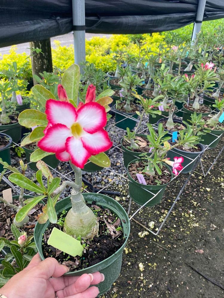 adenium-obesum-hybrids-desert-rose