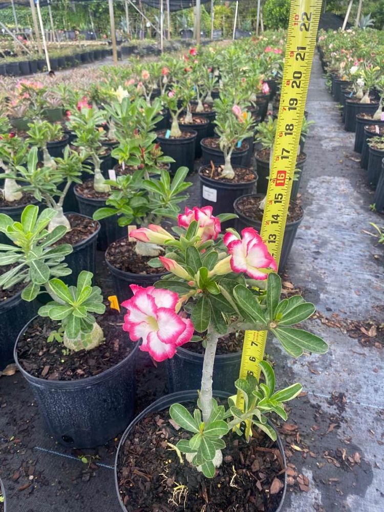 adenium-obesum-hybrids-desert-rose