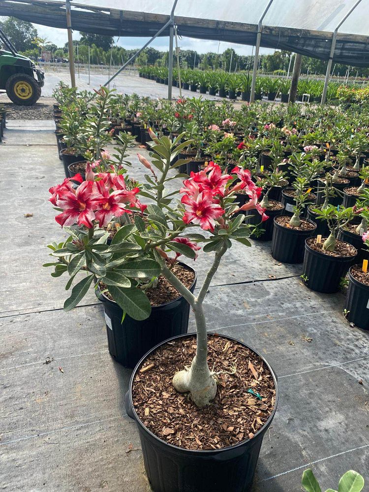 adenium-obesum-hybrids-desert-rose