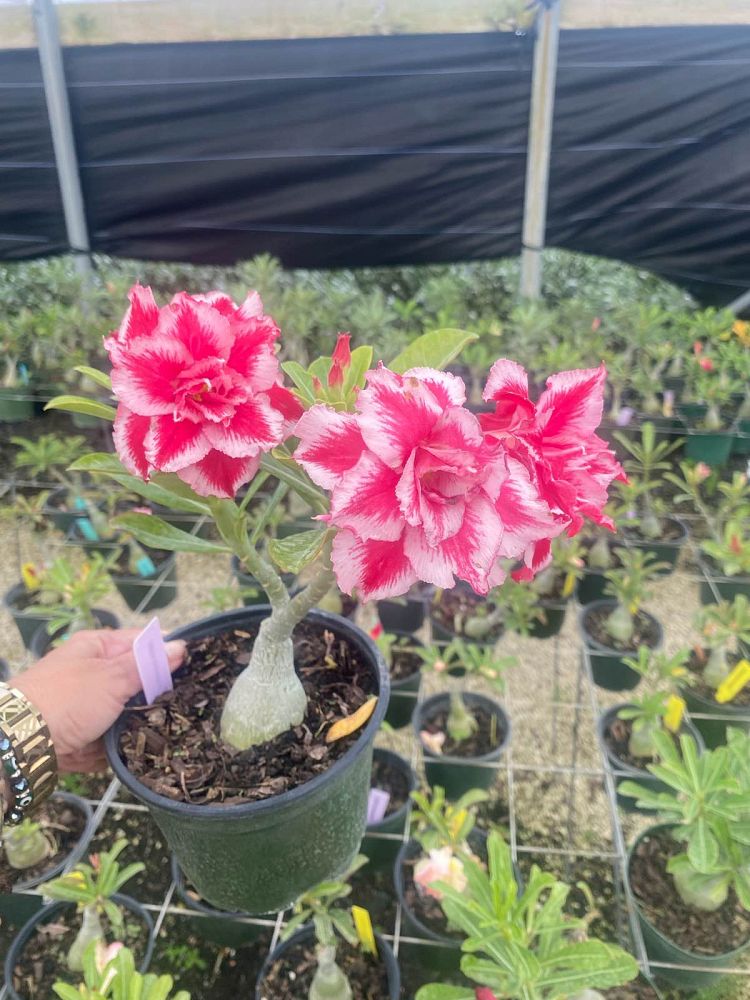 adenium-obesum-hybrids-desert-rose