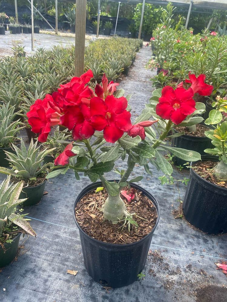 adenium-obesum-hybrids-desert-rose